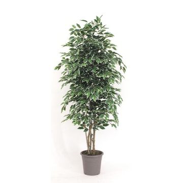 Decorative Ficus Benjamina KONRADE, real stems, green-white, 4ft/125cm - Made in Italy
