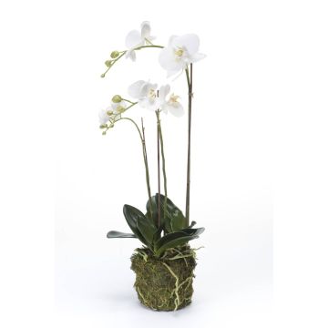 Silk phalaenopsis PABLA moss ball, white, 28"/70cm, Ø2.8"-4.7"/7-12cm