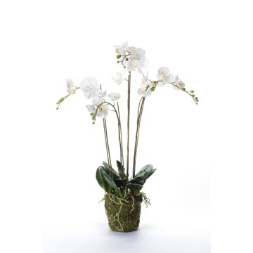 Silk phalaenopsis PABLA moss ball, white, 3ft/90cm, Ø4"-5"/10-13cm