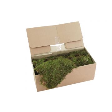 Natural moss pieces BERTHA, not treated 1,5-2kg