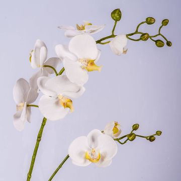 Silk phalaenopsis orchid spray LAHNA, white, 3ft/95cm, Ø2"-4"/5-10cm
