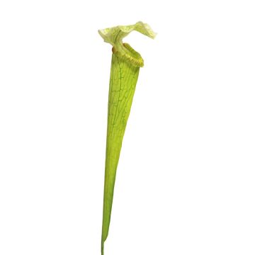 Artificial Sarracenia succulent YUNFEI on spike, green, 24"/60cm