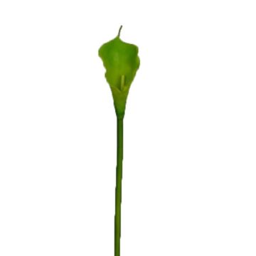 Artificial calla DOU, green, 28"/70cm