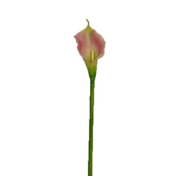 Artificial calla DOU, pink-green, 28"/70cm