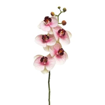 Artificial Phalaenopsis orchid branch SONGYA, pink-cream, 22"/55cm