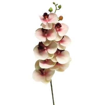 Artificial Phalaenopsis orchid branch SONGYA, pink-cream, 31"/75cm