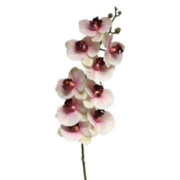 Artificial Phalaenopsis orchid branch SONGYA, pink-cream, 3ft/105cm