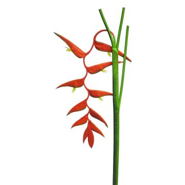 Artificial heliconia JIANG, red, 4ft/130cm