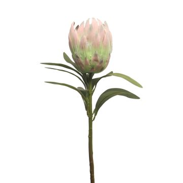 Decorative protea JIAHUI, pink-green, 28"/70cm