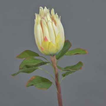Artificial Protea SHUHUI, white, 24"/60cm