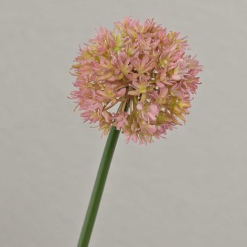 Artificial allium ZHUANG, pink-cream, 24"/60cm