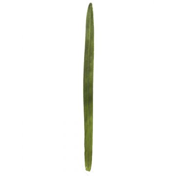 Artificial reed YUTING, green, 31"/80cm