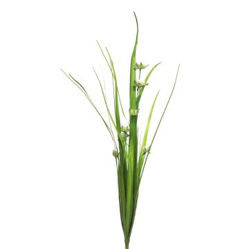 False star grass JALANO with panicles, spike, green-white, 33"/85cm