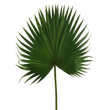 Artificial Washingtonia palm leaf FEILING, 100cm