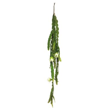 Decorative leaf cactus hanging plant HUALIAN with flowers, spike, cream, 3ft/100cm