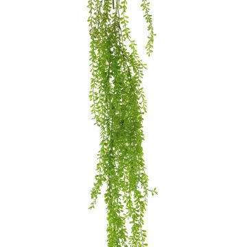 Decorative senecio trailing plant SHUANG on spike, green, 4ft/110cm