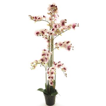 Artificial Phalaenopsis orchid CHENXU, pink-cream, 5ft/140cm