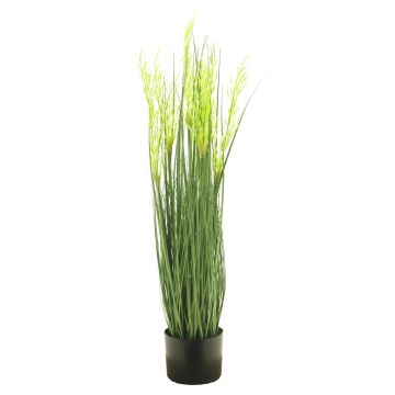 Decorative Calamagrostis grass RULIN with spikes, green-yellow, 3ft/95cm
