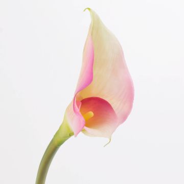 Silk calla MARIOLA, pink-white, 31"/80cm, Ø3.1"x6"/8x15cm