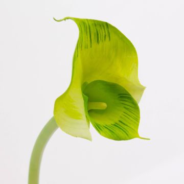 Silk calla MARIOLA, green, 31"/80cm, Ø3.1"x6"/8x15cm