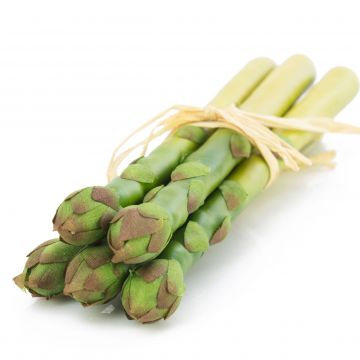 False asparagus ONRIE, 9"/23cm, Ø3.1"/8cm