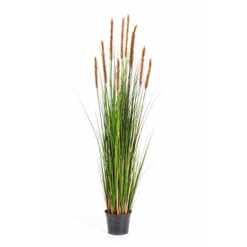 Fake foxtail grass FREDERIK with panicles, green-brown, 5ft/150cm