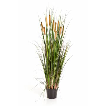 Silk reed grass AISAKE with spadices, green-yellow-brown, 4ft/120cm