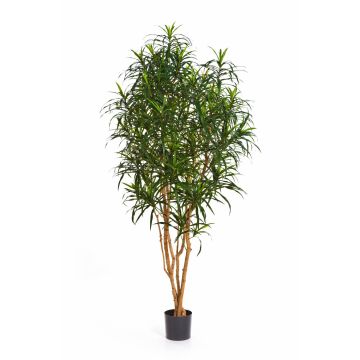 Fake Dracaena Anita KAYLIN, natural stems, green, 5ft/150cm