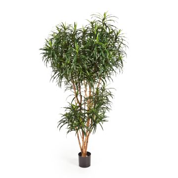 Artificial Dracaena Reflexa Anita KATARA, real stems, green, 7ft/210cm