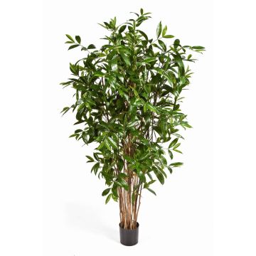 Plastic Dracaena Surculosa SIMBA, natural stems, green, 5ft/150cm