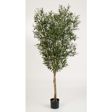 Fake Olive tree PHILIPOS, real stems, with fruits, green, 4ft/120cm