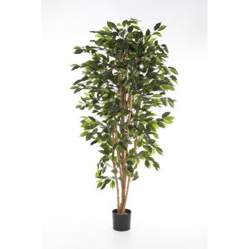 Artificial Ficus tree AVELLINO, real stems, green, 4ft/120cm