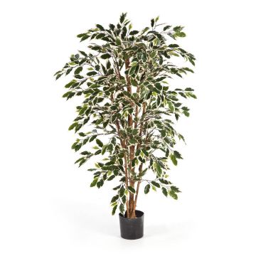 Artificial Ficus tree AVELLINO, real stems, green-white, 4ft/120cm