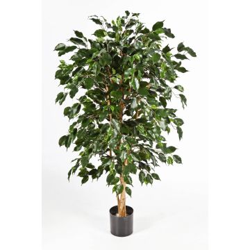 Fake Ficus Benjamina DECIO, natural stems, green, 7ft/210cm
