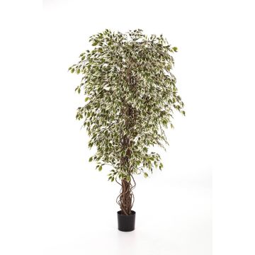 Artificial Ficus tree DAKU, natural stems, green-white, 3ft/90cm