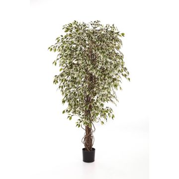 Artificial Ficus tree DAKU, natural stems, green-white, 4ft/120cm
