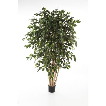 Artificial Ficus tree DAREL, real stems, green, 6ft/180cm