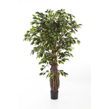 Artificial Ficus tree PHIPSO, real stems, green, 5ft/150cm