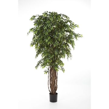 Fake Ficus tree ALIRIO, natural stems, green, 7ft/210cm