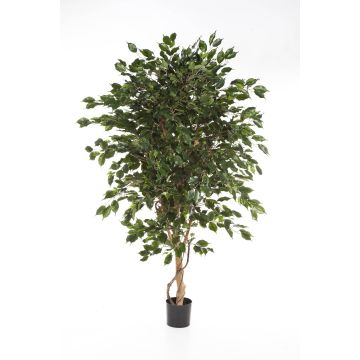Fake Ficus tree DAMINO, real stems, green, 5ft/150cm