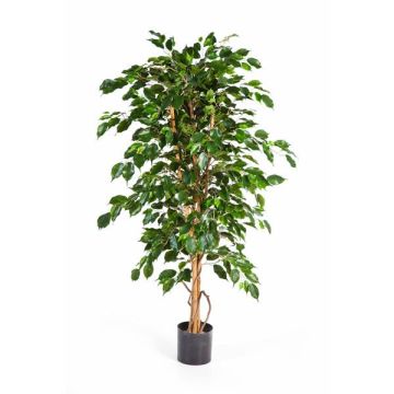 Artificial Ficus tree THIAGO, natural stems, green, 6ft/180cm