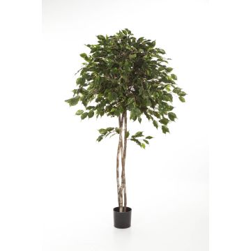 Artificial Ficus tree KURO, natural stems, green, 5ft/150cm