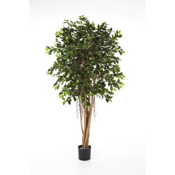 Silk Ficus AURIOL, real stems, green, 5ft/150cm
