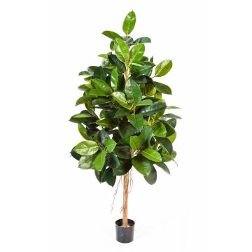 Artificial Rubber tree DEVI, natural stem, green, 6ft/180cm