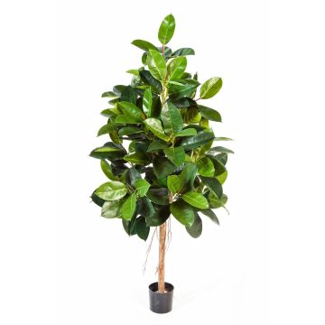 Artificial Rubber tree DEVI, natural stem, green, 7ft/210cm