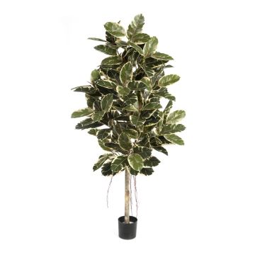 Artificial rubber tree DEVI, natural trunk, green-white, 5ft/140 cm