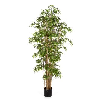 Fake Arrow bamboo KAITO, natural stems, green, 5ft/140cm