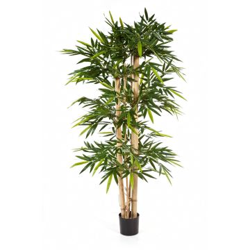 Fake Bamboo plant KISHO, real bamboo canes, green, 5ft/150cm