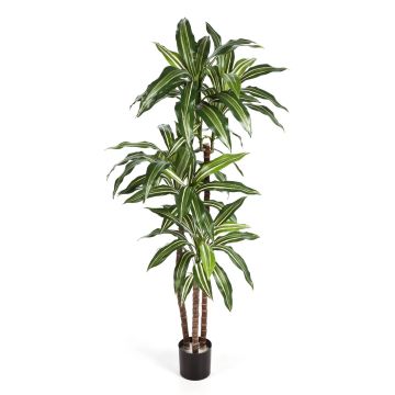 Artificial Dracaena Fragrans LAURA, real stems, green-white, 4ft/120cm