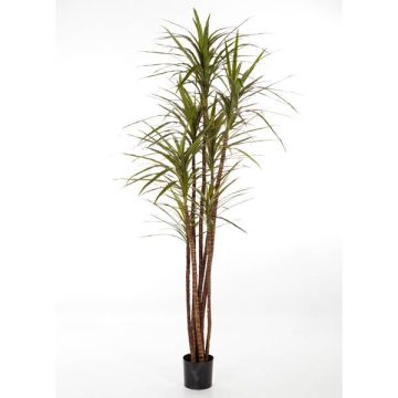 Fake Dracaena Magenta IMANI, real stems, green, 4ft/120cm